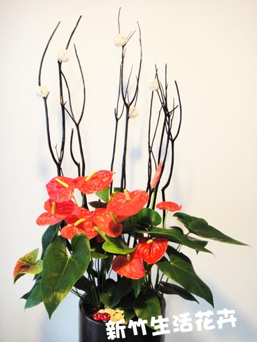 新竹桌上型盆栽最觸動人心的花禮設計