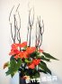 新竹桌上型盆栽最觸動人心的花禮設計