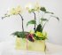 新竹蘭花最吸睛的歐式蘭花設計-小可愛