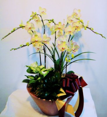 青蘋果No.3