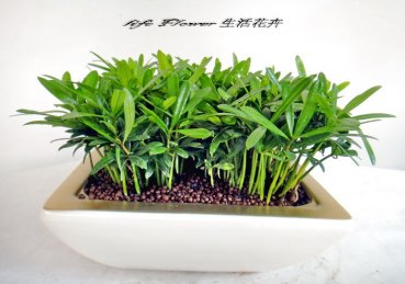 羅漢果桌上型盆栽no.1