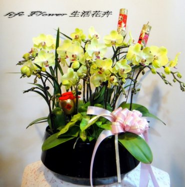 創意蘭花no16